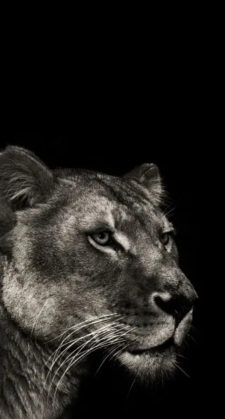  عکس پس زمینه شیر ماده با کیفیت بالا