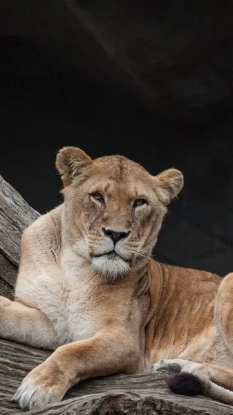  عکس پس زمینه شیر ماده با کیفیت بالا