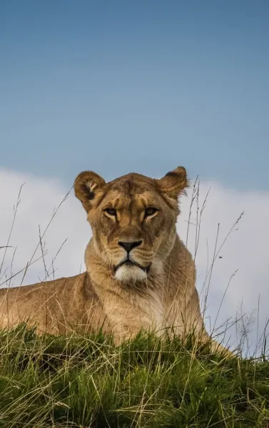  عکس شیر ماده زیبا