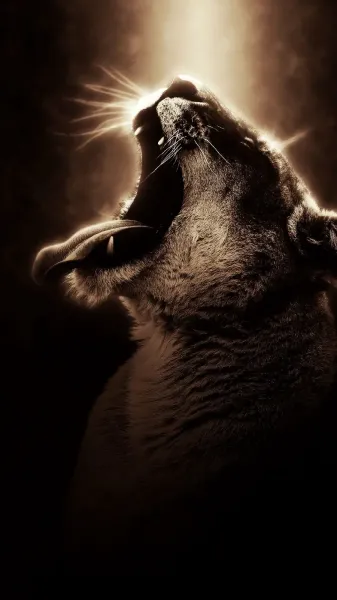  عکس شیر ماده زیبا