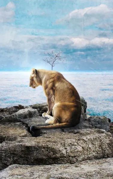  عکس شیر ماده زیبا