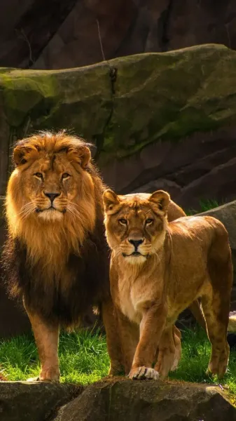  عکس شیر ماده زیبا