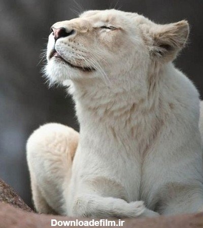 عکس شیر ماده سفید