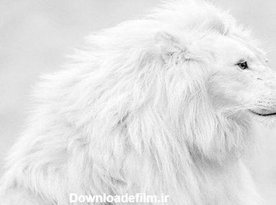  عکس شیر ماده سفید