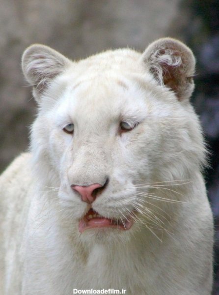  عکس شیر ماده سفید