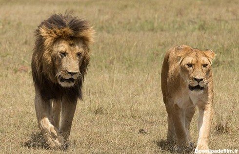  عکس شیر ماده سفید