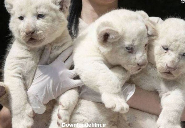  عکس شیر ماده سفید