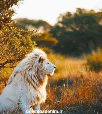  عکس شیر ماده سفید