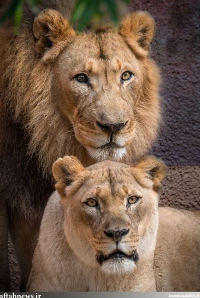  عکس شیر ماده سفید