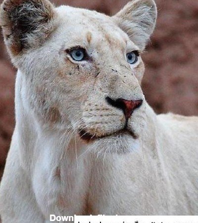  عکس شیر ماده سفید