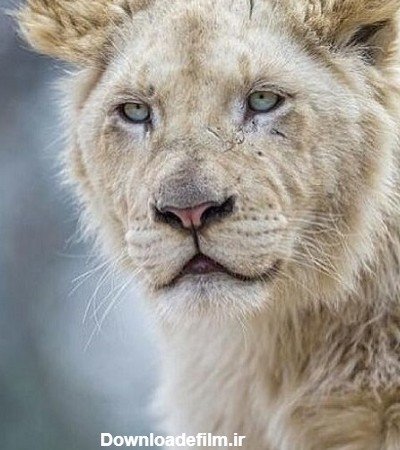  عکس شیر ماده سفید