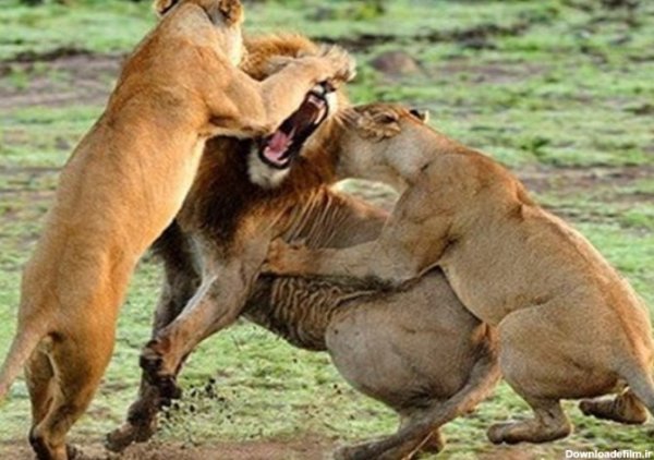  عکس شیر ماده سفید