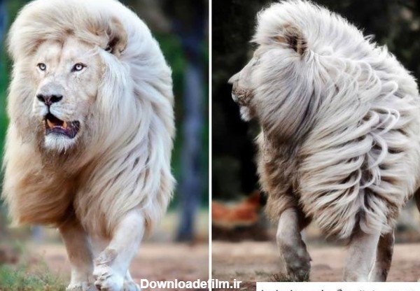  عکس شیر ماده سفید