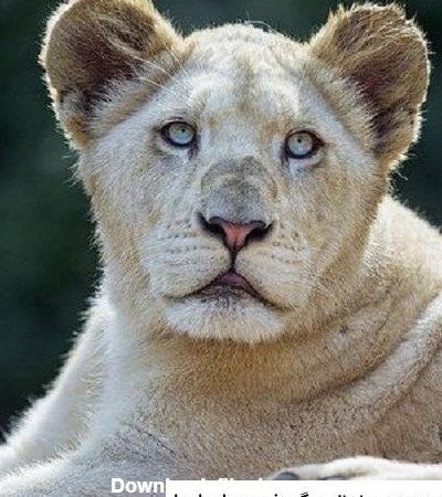  عکس شیر ماده سفید