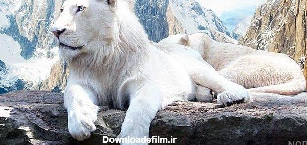 عکس شیر ماده سفید