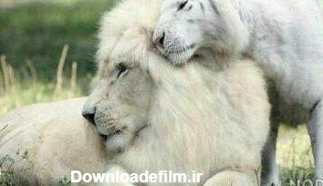  عکس شیر ماده سفید