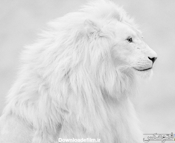  عکس شیر ماده سفید