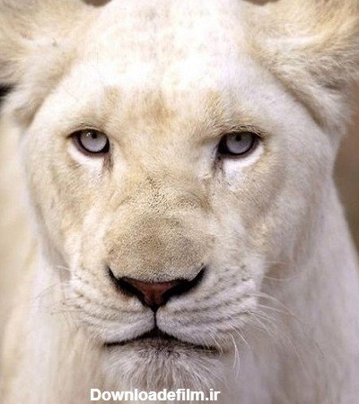  عکس شیر ماده سفید