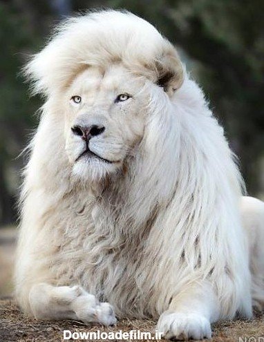  عکس شیر ماده سفید