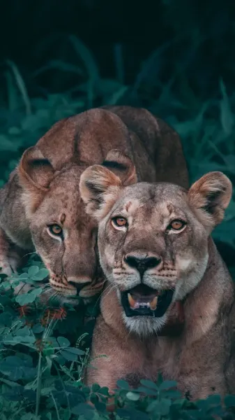 عکس شیر ماده برای پروفایل