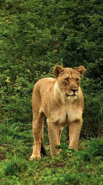 عکس شیر ماده سفید