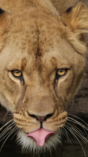 عکس شیر ماده سفید