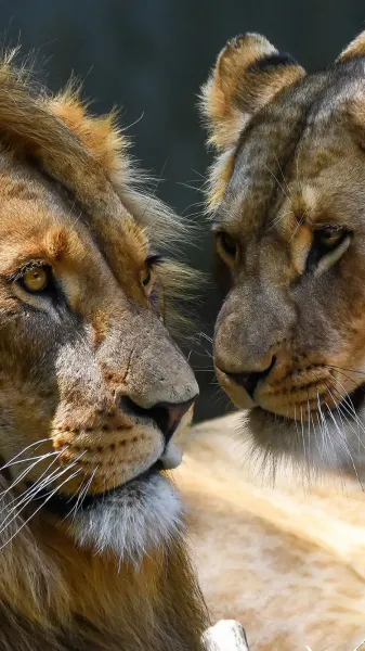  عکس شیر ماده برای پروفایل