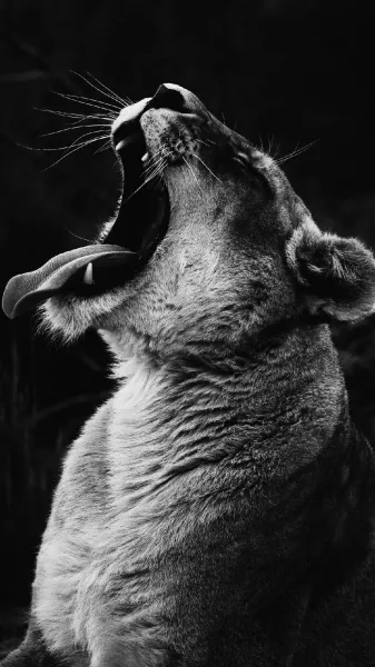 عکس شیر ماده سفید