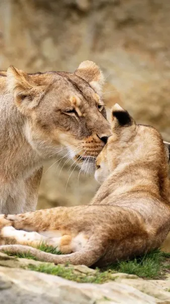 عکس شیر ماده سفید