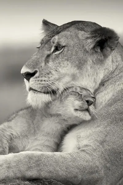 عکس شیر ماده سفید