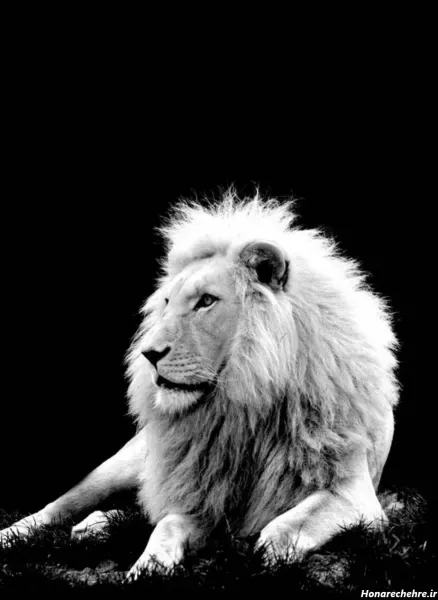 عکس شیر برای پروفایل