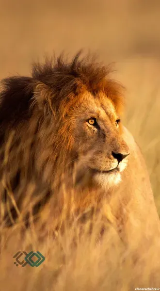 زیباترین عکس شیر جنگل