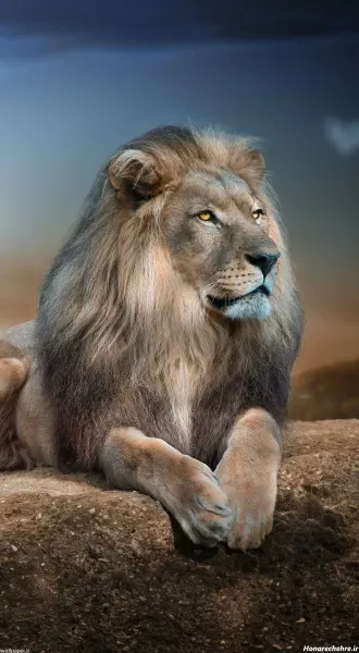 زیباترین عکس شیر جنگل