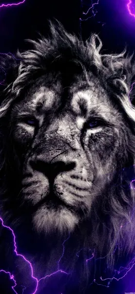 زیباترین عکس شیر جنگل