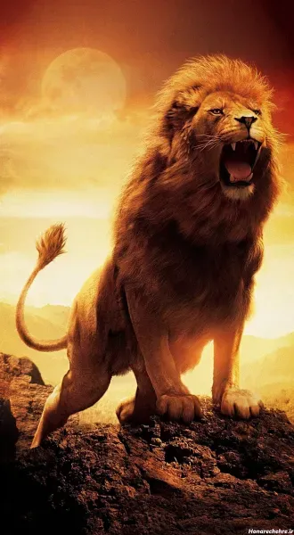 زیباترین عکس شیر جنگل