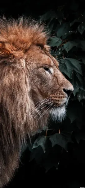 زیباترین عکس شیر جنگل