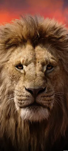 زیباترین عکس شیر جنگل