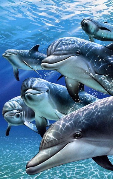  عکس دلفین زیبا