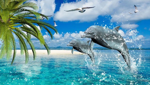  عکس دلفین زیبا