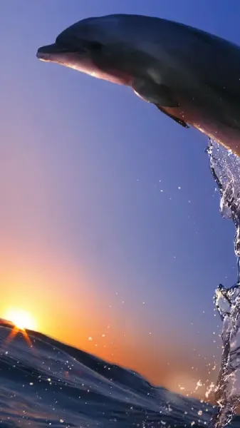  عکس دلفین های عاشق برای کامپیوتر