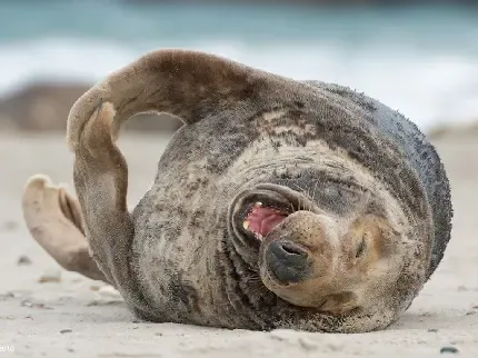  عکس فک دریایی زیبا با کیفیت بالا