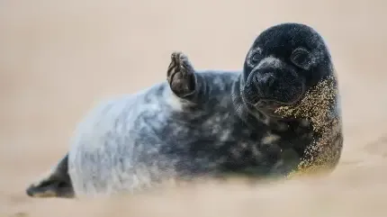  عکس فک دریایی زیبا با کیفیت بالا