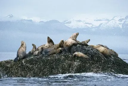  عکس فک دریایی زیبا با کیفیت بالا