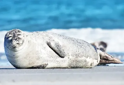  عکس فوک دریایی زیبا