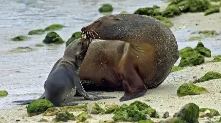  عکس فوک دریایی زیبا