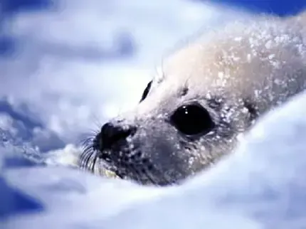  عکس فوک قطبی