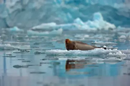  عکس فوک قطبی