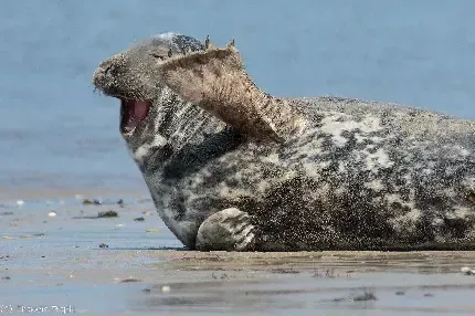  عکس فوک قطبی