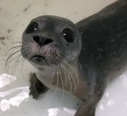  عکس فوک قطبی