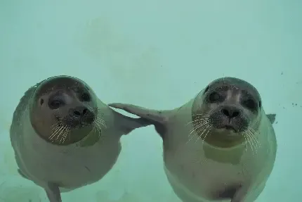  عکس فوک قطبی